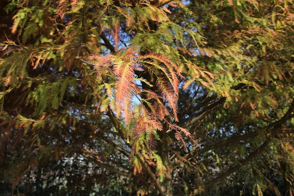 悅來居莊園落羽松：【嘉義民雄景點】悅來居莊園~白色唯美夢幻小木屋，一整排草原落羽松盡情美拍