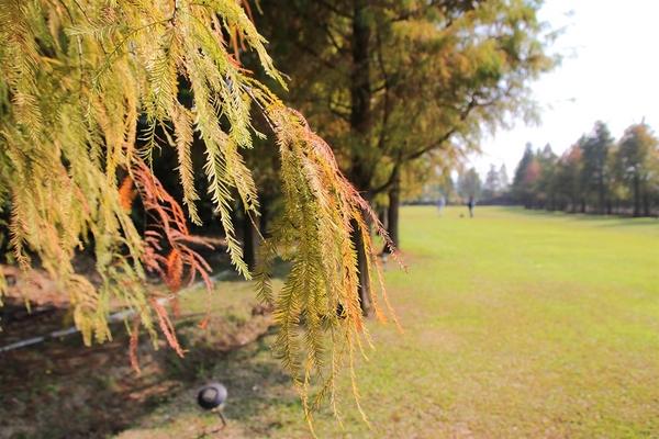 悅來居莊園落羽松：【嘉義民雄景點】悅來居莊園~白色唯美夢幻小木屋，一整排草原落羽松盡情美拍