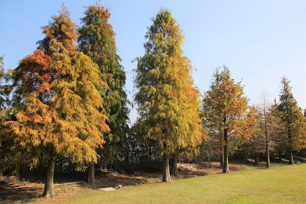 悅來居莊園落羽松：【嘉義民雄景點】悅來居莊園~白色唯美夢幻小木屋，一整排草原落羽松盡情美拍