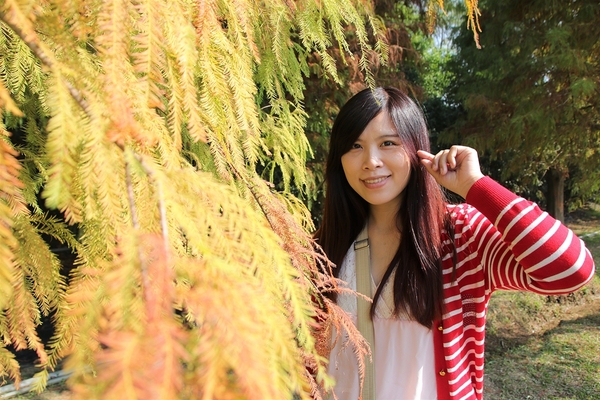 悅來居莊園落羽松：【嘉義民雄景點】悅來居莊園~白色唯美夢幻小木屋，一整排草原落羽松盡情美拍