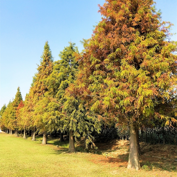 悅來居莊園落羽松：【嘉義民雄景點】悅來居莊園~白色唯美夢幻小木屋，一整排草原落羽松盡情美拍