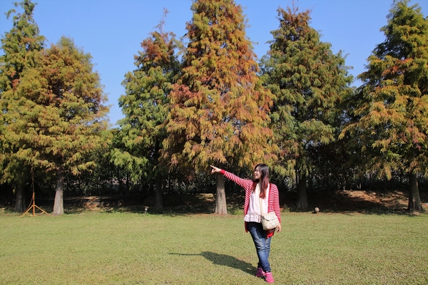悅來居莊園落羽松：【嘉義民雄景點】悅來居莊園~白色唯美夢幻小木屋，一整排草原落羽松盡情美拍