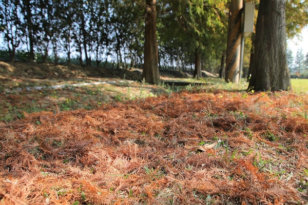 悅來居莊園落羽松：【嘉義民雄景點】悅來居莊園~白色唯美夢幻小木屋，一整排草原落羽松盡情美拍