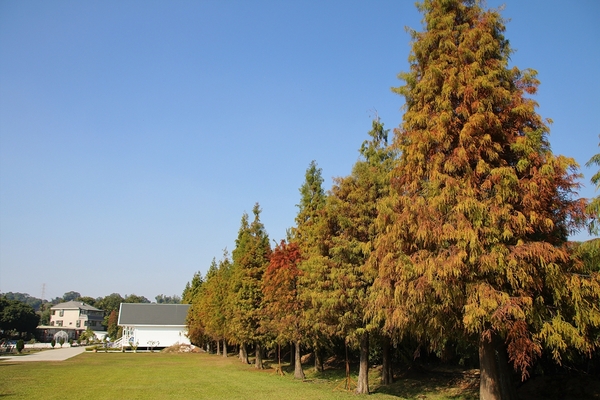 悅來居莊園落羽松：【嘉義民雄景點】悅來居莊園~白色唯美夢幻小木屋，一整排草原落羽松盡情美拍