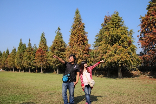 悅來居莊園落羽松：【嘉義民雄景點】悅來居莊園~白色唯美夢幻小木屋，一整排草原落羽松盡情美拍