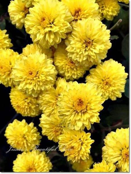 FB_IMG_1447567134289