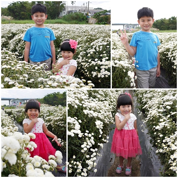 【苗栗銅鑼】2015苗栗銅鑼杭菊芋頭節。九湖村正下著美麗的11月大雪