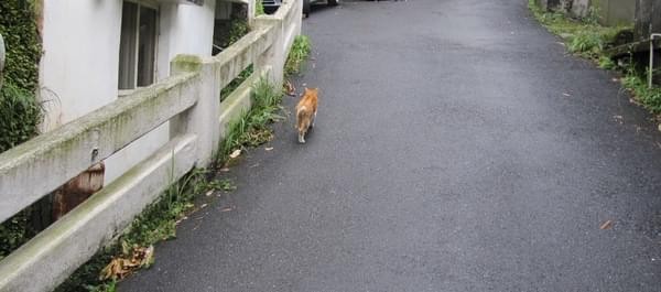 九份老街:九份老街-吃吃喝喝看海景❤️
