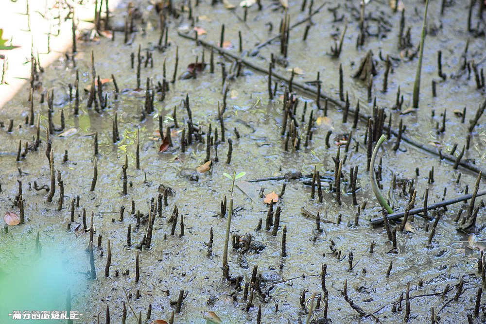 新竹新豐景點》新豐紅樹林公園 紅毛港休憩區 漫遊綠色步道 大自然的生態教室 - 滿分的旅遊札記