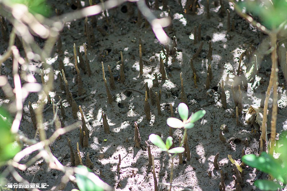 新竹新豐景點》新豐紅樹林公園 紅毛港休憩區 漫遊綠色步道 大自然的生態教室 - 滿分的旅遊札記