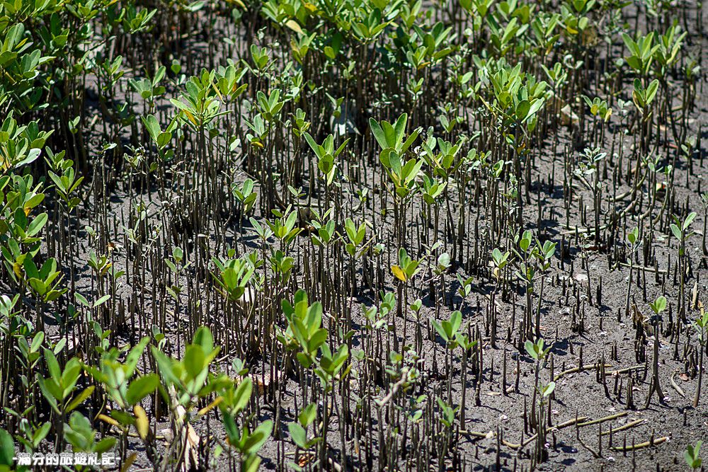 新竹新豐景點》新豐紅樹林公園 紅毛港休憩區 漫遊綠色步道 大自然的生態教室 - 滿分的旅遊札記