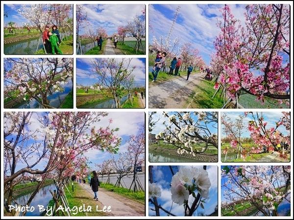 羅東大排_櫻花步道