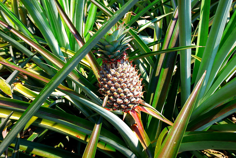 P1790925.jpg P1790925.jpg