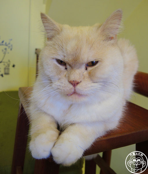 卡比咖啡：呷飽祙【新竹･卡比咖啡Catbii】一群貓星人陪用餐