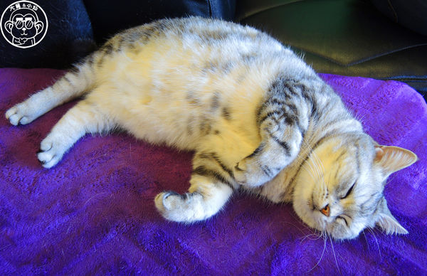 卡比咖啡：呷飽祙【新竹･卡比咖啡Catbii】一群貓星人陪用餐