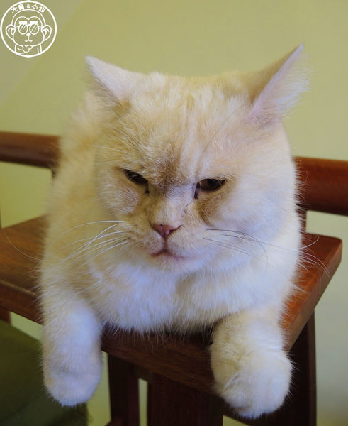 卡比咖啡：呷飽祙【新竹･卡比咖啡Catbii】一群貓星人陪用餐