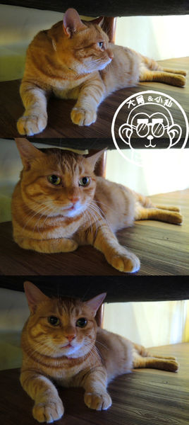 卡比咖啡：呷飽祙【新竹･卡比咖啡Catbii】一群貓星人陪用餐