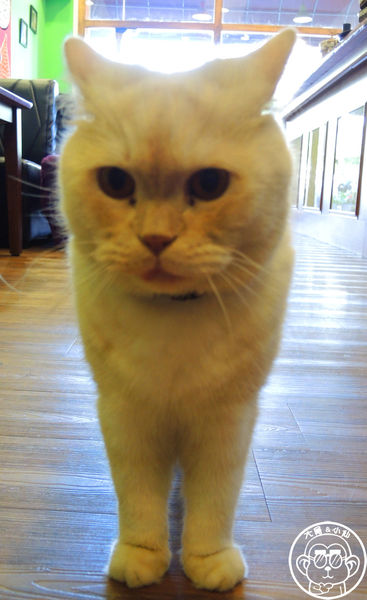 卡比咖啡：呷飽祙【新竹･卡比咖啡Catbii】一群貓星人陪用餐