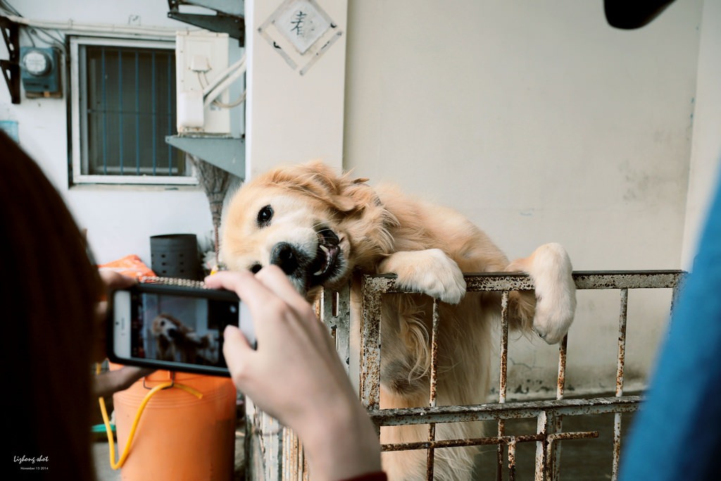 桃園地景藝術探訪 桃園地景藝術探訪