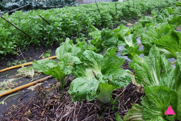 [GS愛吃鬼] 大嵌城罋缸雞 X 【宜蘭壯圍】必吃推薦 Ｘ皮脆肉質鮮嫩多汁