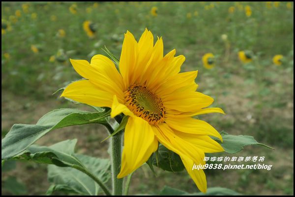 向日葵5.JPG