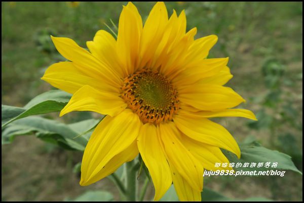 向日葵6.JPG
