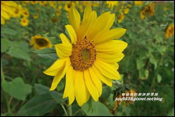 向日葵1.JPG