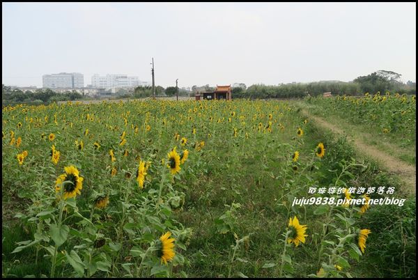 向日葵13.JPG