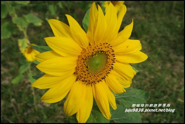 向日葵3.JPG