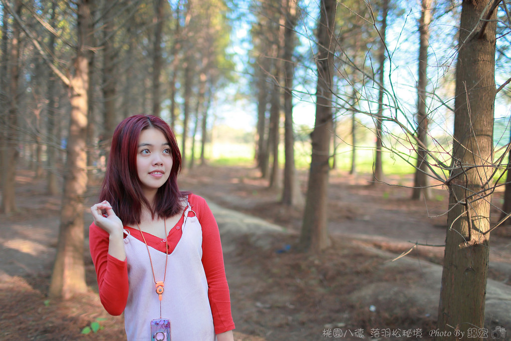 桃園八德落羽松秘境