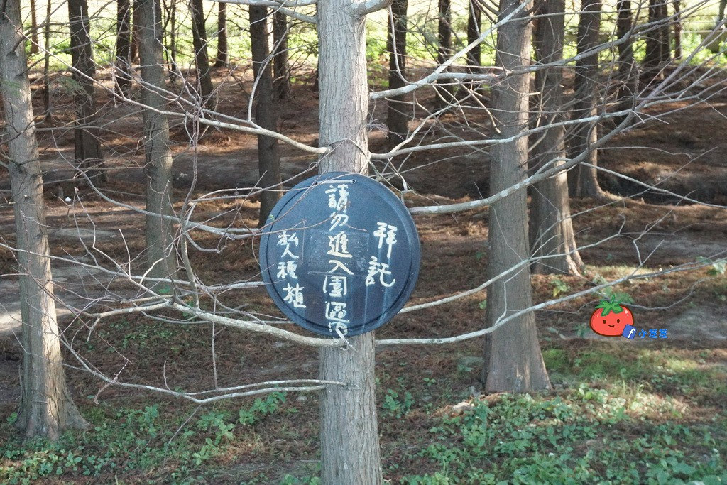 桃園八德 落羽松秘境