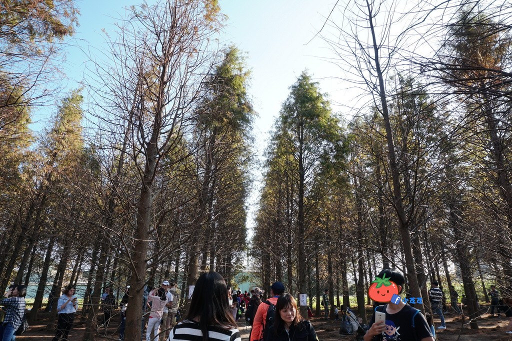 桃園八德 落羽松秘境