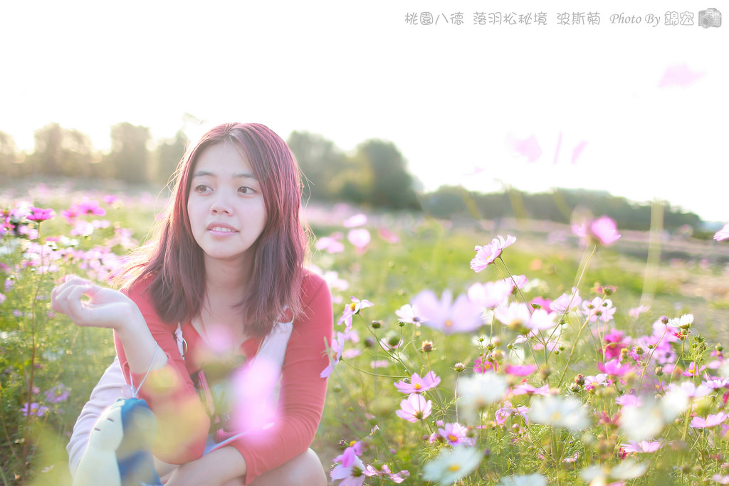 桃園八德~波斯菊花海