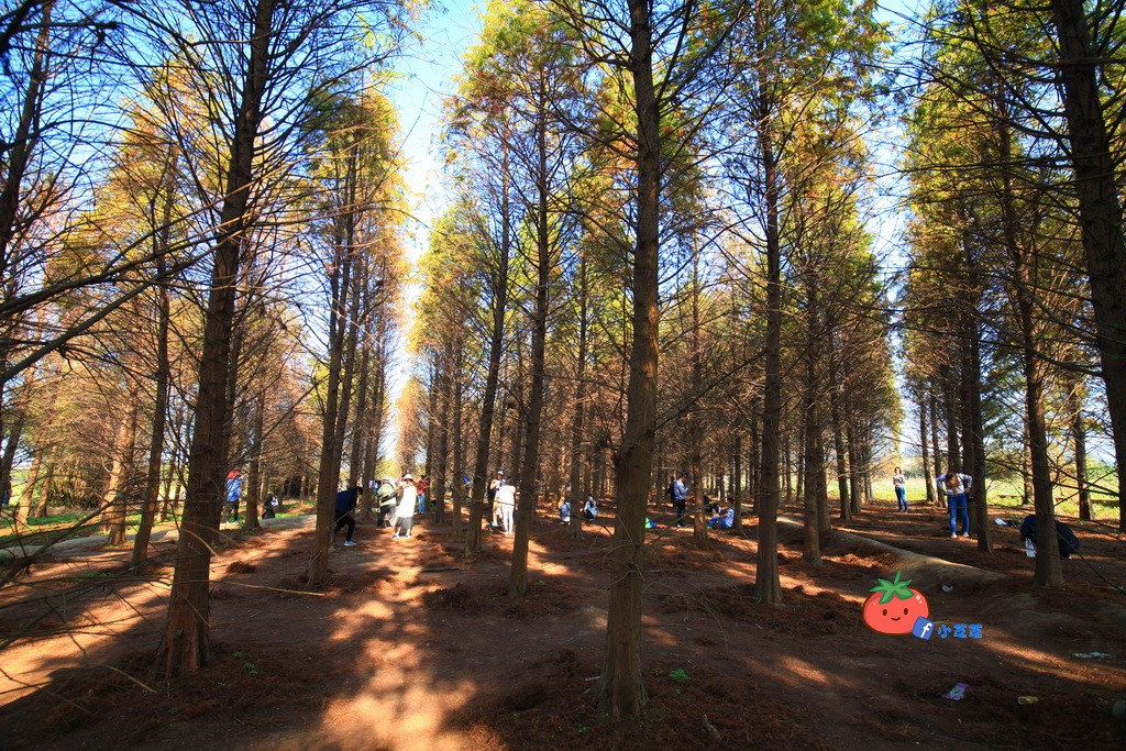 桃園八德 落羽松秘境