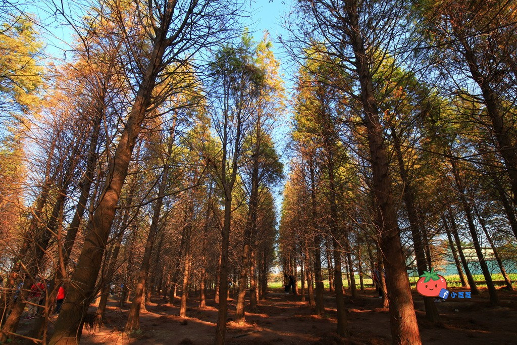 桃園八德 落羽松秘境