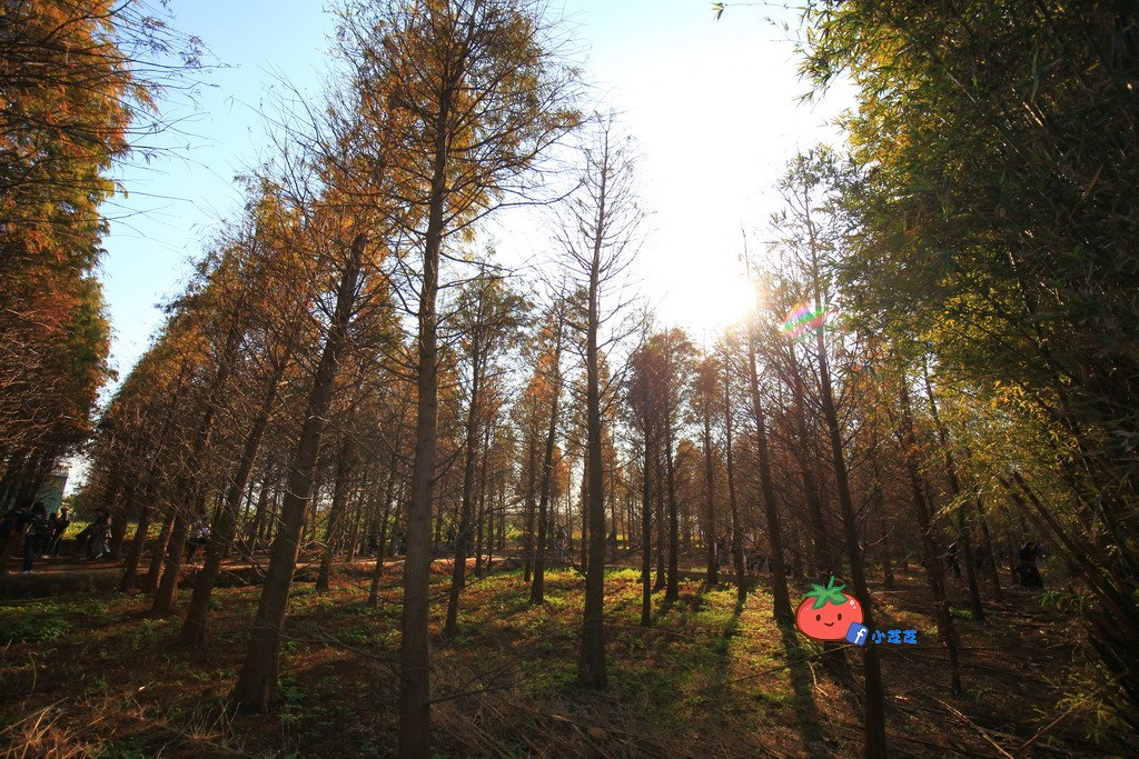 桃園八德 落羽松秘境