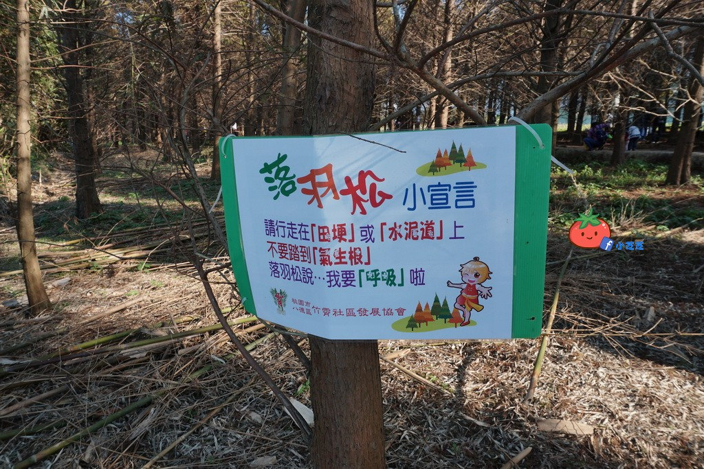 桃園八德 落羽松秘境