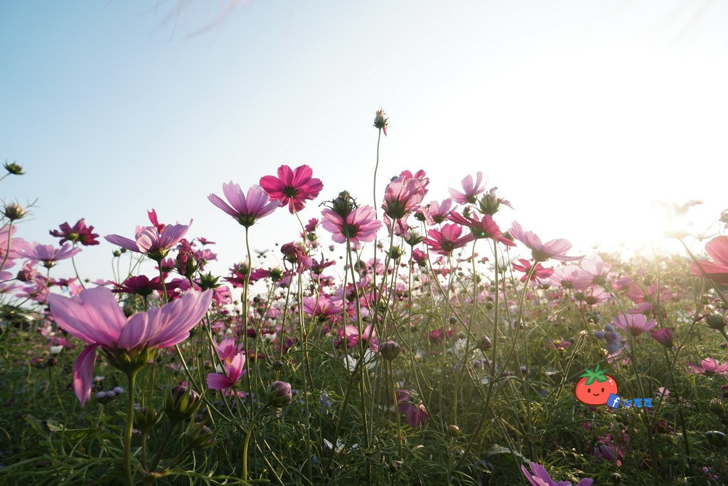 桃園八德 落羽松秘境