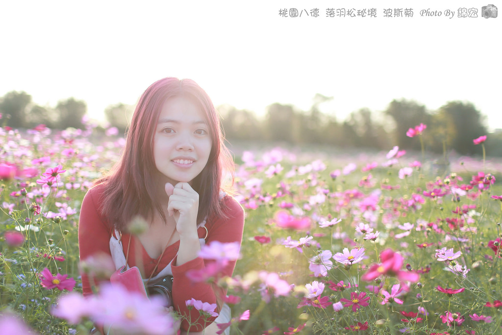 桃園八德~波斯菊花海