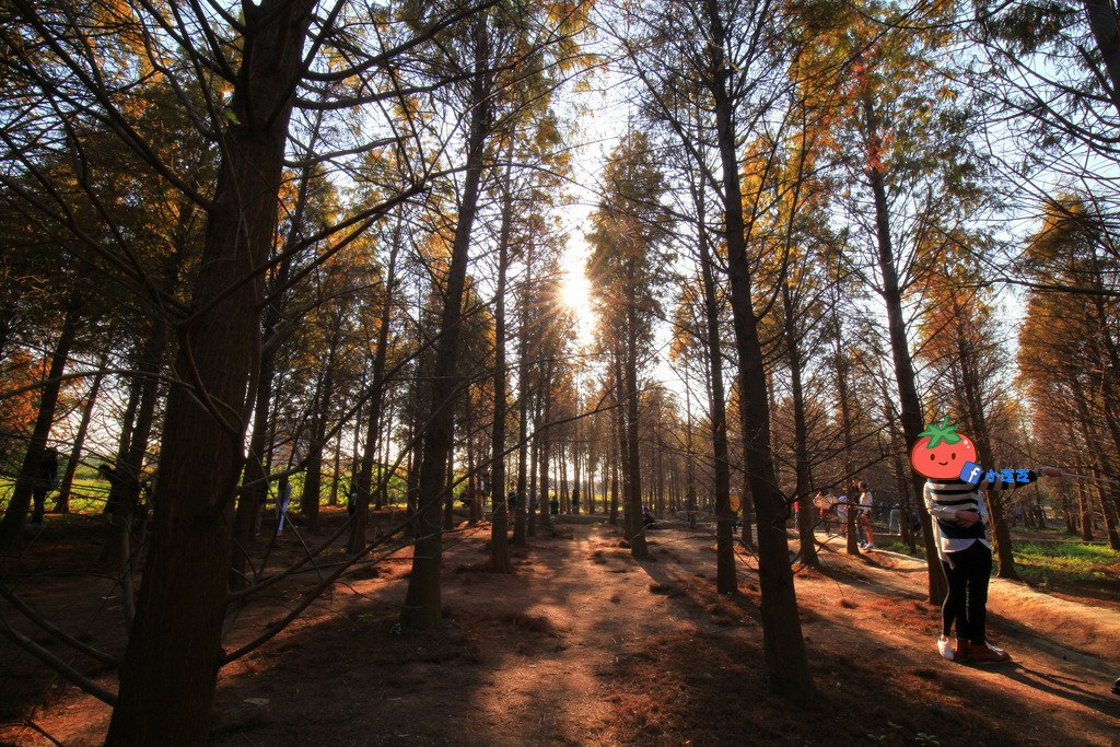 桃園八德 落羽松秘境