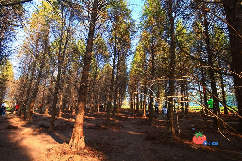 桃園八德 落羽松秘境