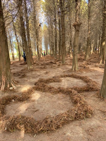 20191228落雨松_191230_0041