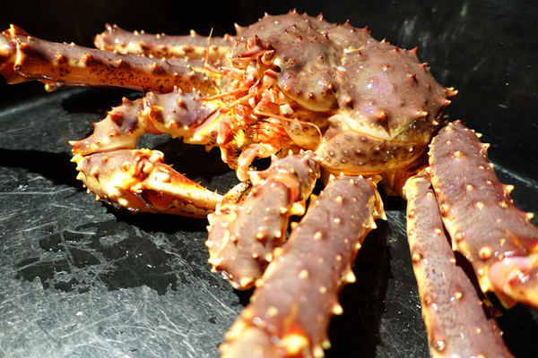 《囍聚精緻鍋物》海釣鮮饌直送火鍋裡，把新鮮抬到最高規格！