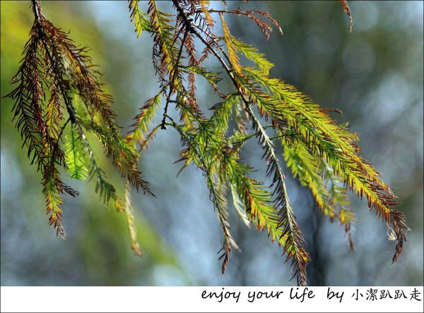 IMG_7528.JPG IMG_7528.JPG