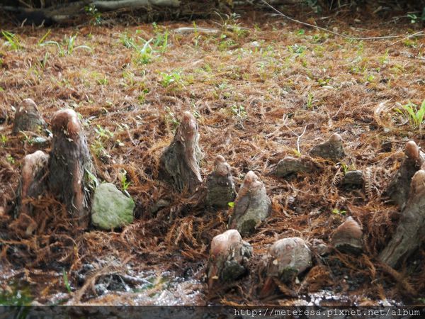 P1390634.JPG P1390634.JPG