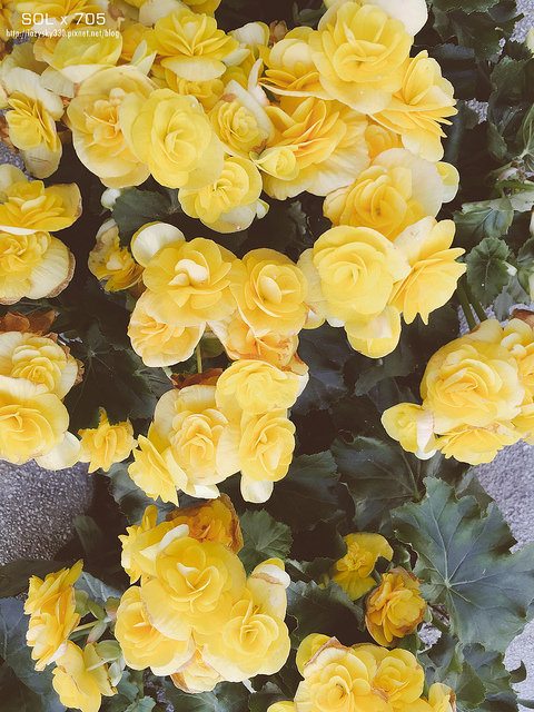 31667654674_7a4a317051_o