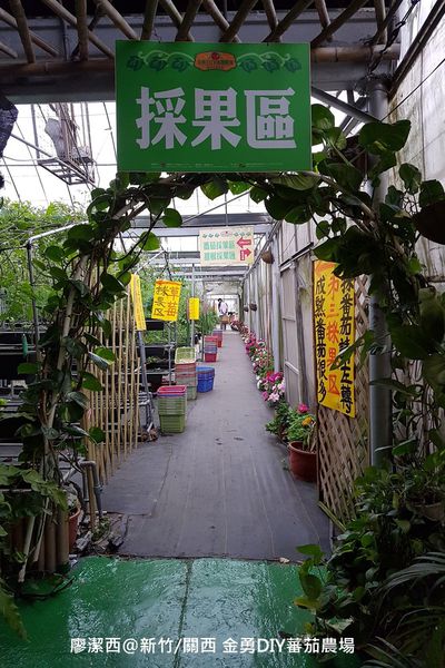 【新竹/關西】金勇DIY蕃茄農場(數訪)