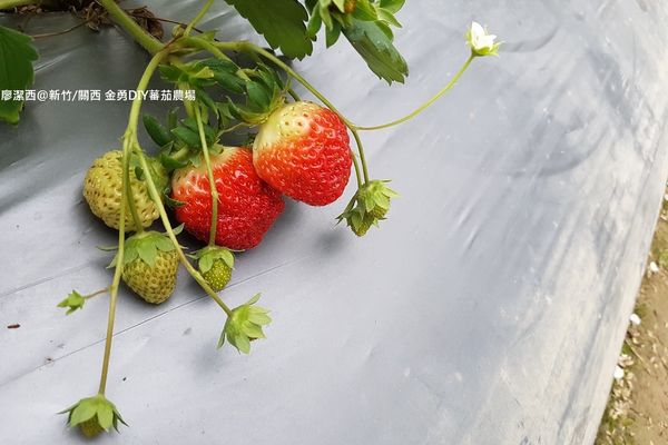 【新竹/關西】金勇DIY蕃茄農場(數訪)