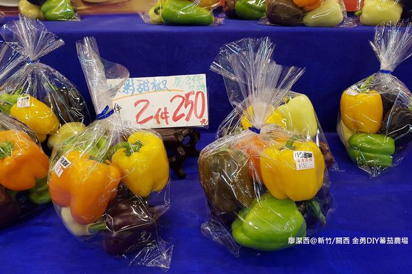 【新竹/關西】金勇DIY蕃茄農場(數訪)