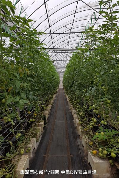 【新竹/關西】金勇DIY蕃茄農場(數訪)